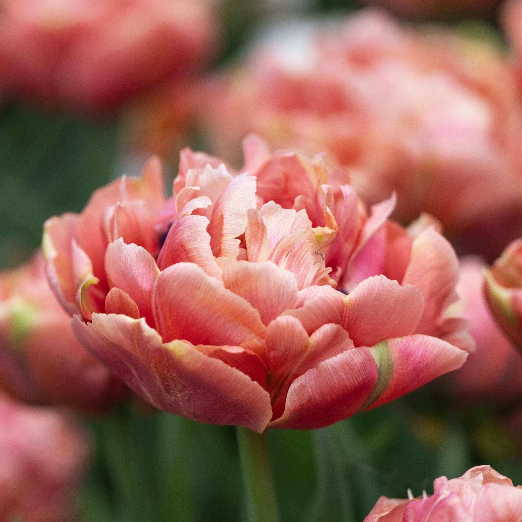 Tulpe 'Copper Image'